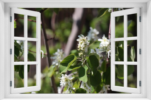 Fototapeta Naklejka Na Ścianę Okno 3D - blooming cherry tree in spring