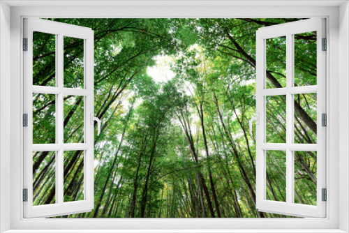 Fototapeta Naklejka Na Ścianę Okno 3D - Perspective up view of deciduous forest