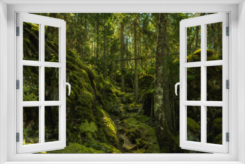 Fototapeta Naklejka Na Ścianę Okno 3D - Wild grown forest up a mountain in Sweden