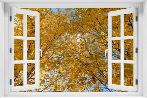 Fototapeta Naklejka Na Ścianę Okno 3D - Horizontal photo of a group of white birch trees with yellow foliage is against the blue sky background in the forest in autumn