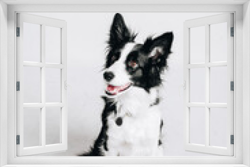 Fototapeta Naklejka Na Ścianę Okno 3D - Studio portrait of a border collie. Dog sits. Isolated on white background.