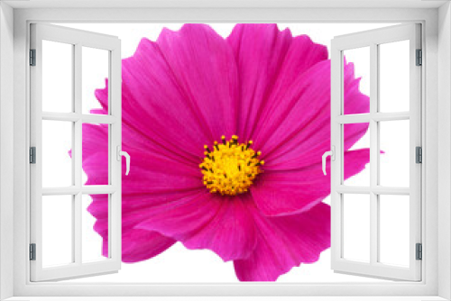 Fototapeta Naklejka Na Ścianę Okno 3D - Pink Cosmos Flower Isolated