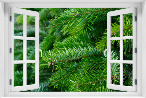 Fototapeta Naklejka Na Ścianę Okno 3D - Plantation of evergreen nordmann firs, christmas tree growing ourdoor