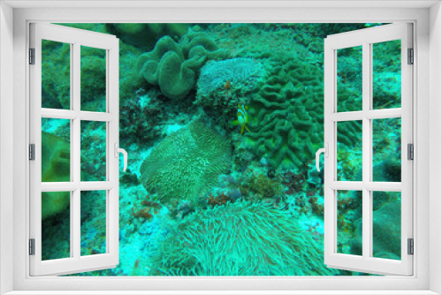 Fototapeta Naklejka Na Ścianę Okno 3D - coral reef in the sea