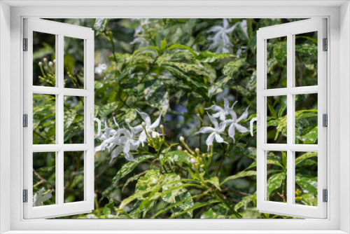 Fototapeta Naklejka Na Ścianę Okno 3D - Selective focus Pinwheel Jasmine flower in the garden.Close up white flower and green leaves.(Tabernaemontana orientalis R.Br.)