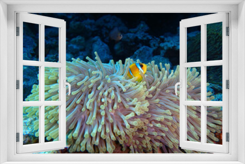 Fototapeta Naklejka Na Ścianę Okno 3D - Red Sea Anemonefish, Fury Shoal, Red Sea Egypt, underwater photograph 
