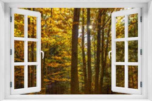 Fototapeta Naklejka Na Ścianę Okno 3D - Scenic view of autumn forest leaves. Fall landscape. Yellow orange trees and sun. Colorful foliage in the park. Falling leaves natural background.Colorful tree branches in sunny day.Positive energy
