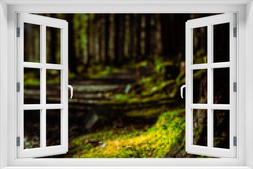 Fototapeta Naklejka Na Ścianę Okno 3D - Zielony mech -Runo leśne - Park Narodowy - Tatry