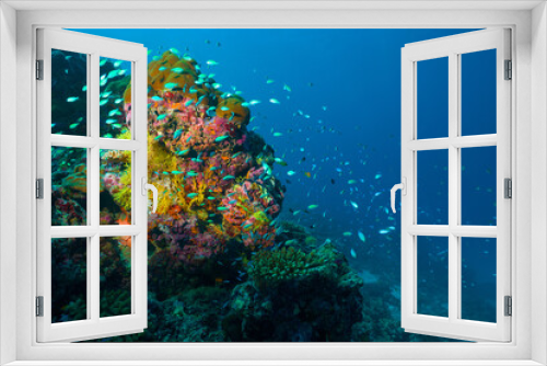 Fototapeta Naklejka Na Ścianę Okno 3D - Underwater image of a bright coral reef in the Indian Ocean