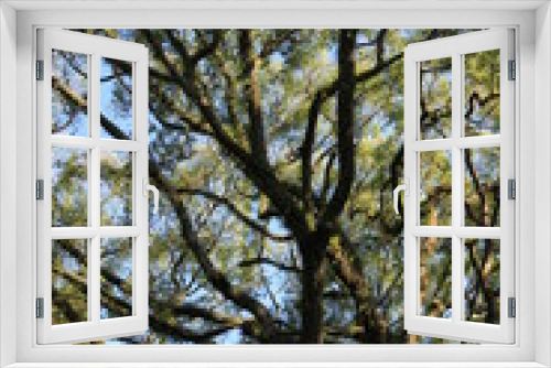 Fototapeta Naklejka Na Ścianę Okno 3D - クスノキの大木