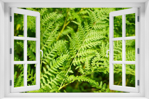 Fototapeta Naklejka Na Ścianę Okno 3D - Go green. Green fern tree growing in summer. Fern with green leaves on natural background. Green is the color of spring and hope. Texture backdrop. Wild nature jungles forest.