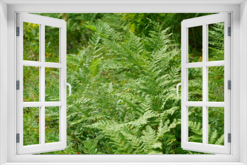 Fototapeta Naklejka Na Ścianę Okno 3D - Dense fern thickets close-up. Beautiful nature background with many ferns. Scenic backdrop of rich greenery among trees. Full frame of chaotic wild ferns. Vivid green texture of lush fern leaves