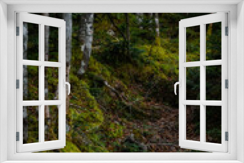 Fototapeta Naklejka Na Ścianę Okno 3D - 秋の登山と森の色