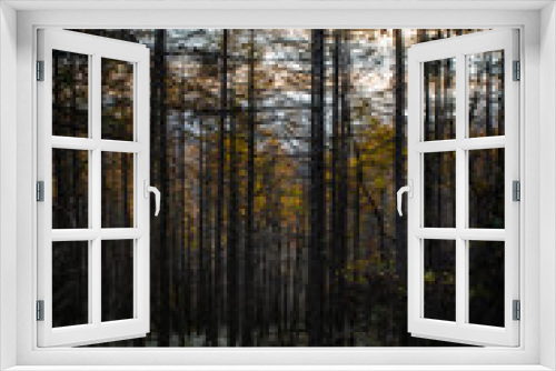 Fototapeta Naklejka Na Ścianę Okno 3D - 紅葉と木々