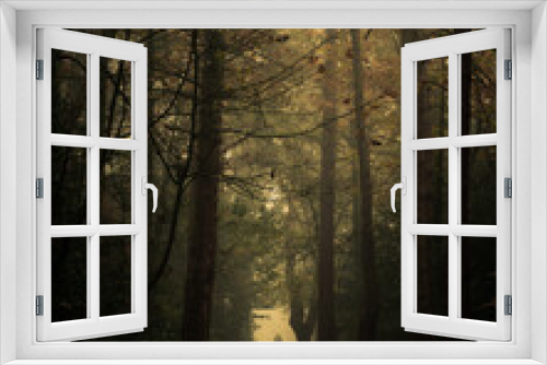 Fototapeta Naklejka Na Ścianę Okno 3D - Person walking in a misty woodland