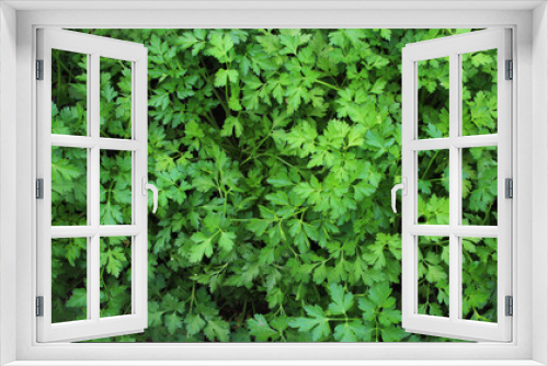 Fototapeta Naklejka Na Ścianę Okno 3D - Green parsley leaves background