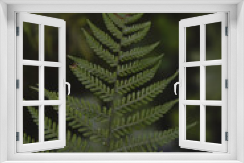 Fototapeta Naklejka Na Ścianę Okno 3D - Green fern leaves in the wild, leaf texture