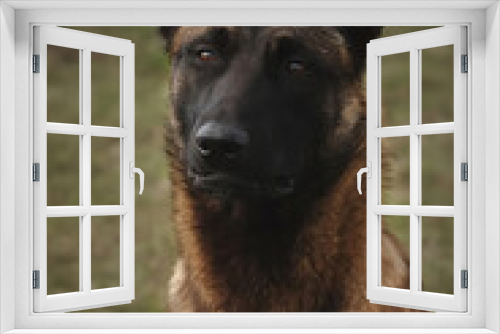 Fototapeta Naklejka Na Ścianę Okno 3D - Portrait of working dog belgian malinois