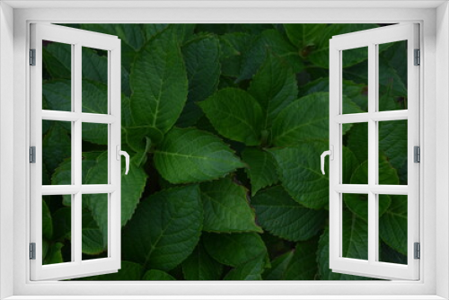 Fototapeta Naklejka Na Ścianę Okno 3D - Liście hortensji ogrodowej