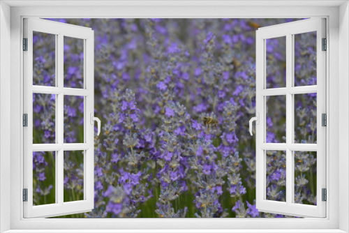 Fototapeta Naklejka Na Ścianę Okno 3D - French provence lavender fields in Luberon