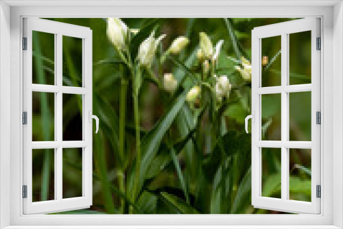 Fototapeta Naklejka Na Ścianę Okno 3D - Close-up photo of rare orchid in the natural environment. White helleborine, Cephalanthera damasonium