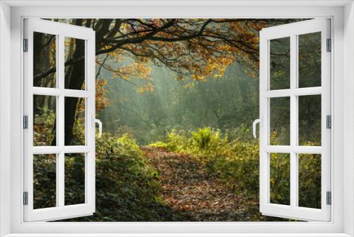 Fototapeta Naklejka Na Ścianę Okno 3D - Autumn, Fall, woodland landscape in North East Engalnd, UK.