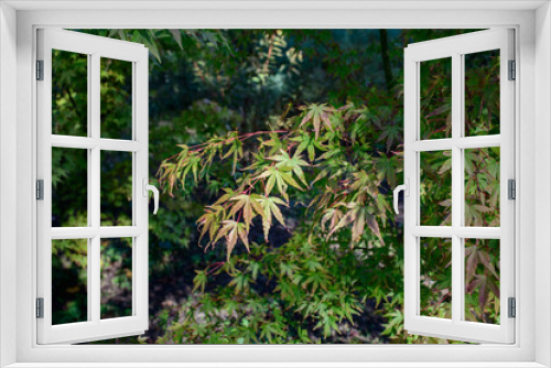 Fototapeta Naklejka Na Ścianę Okno 3D - Beautiful Acer palmatum , palmate maple or smooth Japanese maple leaves