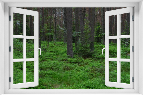 Fototapeta Naklejka Na Ścianę Okno 3D - Torfowisko Bór na Czerwonem, Nowy Targ, rezerwat przyrody