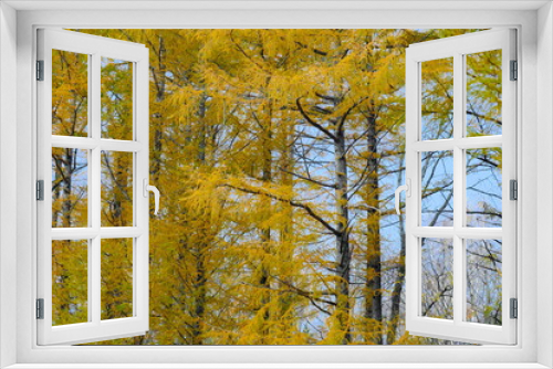 Fototapeta Naklejka Na Ścianę Okno 3D - 美しいカラマツの紅葉
