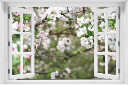 Fototapeta Naklejka Na Ścianę Okno 3D - blooming branches of an Apple orchard in spring