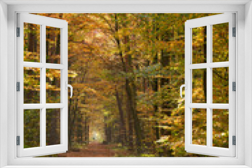 Fototapeta Naklejka Na Ścianę Okno 3D - Ein Forstweg im herbstlich bunten Wald bei Sonnenschein