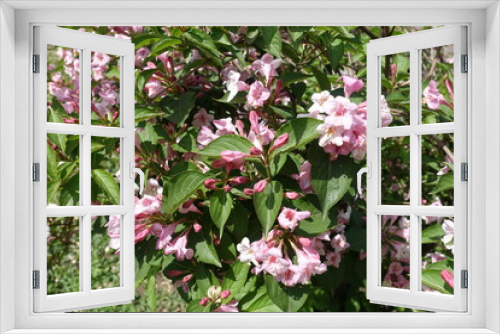 Fototapeta Naklejka Na Ścianę Okno 3D - Loads of pink flowers of Weigela florida in mid May