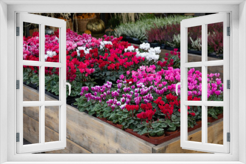 Fototapeta Naklejka Na Ścianę Okno 3D - Variety of potted cyclamen persicum plants in red, pink, white colors at the greek garden shop in October.