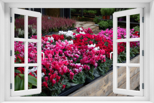 Fototapeta Naklejka Na Ścianę Okno 3D - Variety of potted cyclamen persicum plants in pink, red, white colors at the greek garden shop in October.