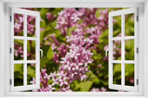 Fototapeta Naklejka Na Ścianę Okno 3D - Common lilac (Syringa vulgaris) blooming in spring