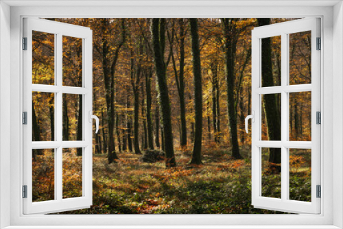 Fototapeta Naklejka Na Ścianę Okno 3D - autumn in the beech forest