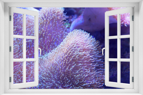 Fototapeta Naklejka Na Ścianę Okno 3D - Various species of coral that are at risk of extinction are bred in aquariums. This coral will be defended until maturity before being placed in its original habitat in the ocean.