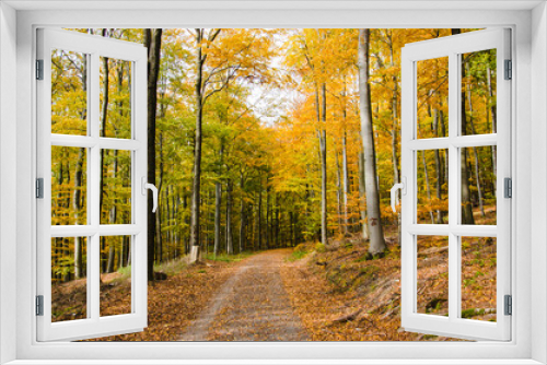 Fototapeta Naklejka Na Ścianę Okno 3D - Autumn in the Woods
