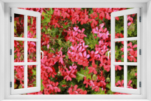 Fototapeta Naklejka Na Ścianę Okno 3D - Géranium lierre rouge	