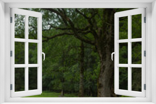 Fototapeta Naklejka Na Ścianę Okno 3D - Ein Baum mit einer Schaukel
