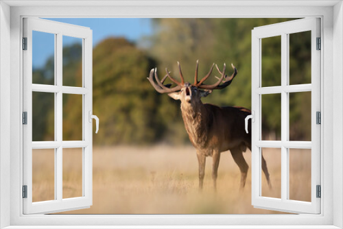 Fototapeta Naklejka Na Ścianę Okno 3D - Close-up of a red deer stag bellowing