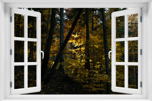 Fototapeta Naklejka Na Ścianę Okno 3D - Autumn Forest Background in Slovakia