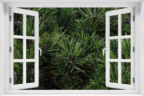 Fototapeta Naklejka Na Ścianę Okno 3D - Pine needles on tree branches. Green Christmas background.