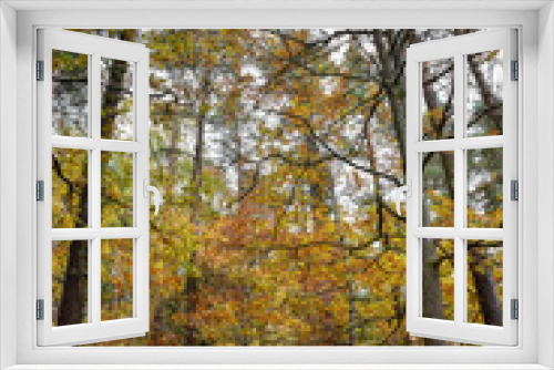 Fototapeta Naklejka Na Ścianę Okno 3D - Vibrant Autumn Colors in Irish Forest