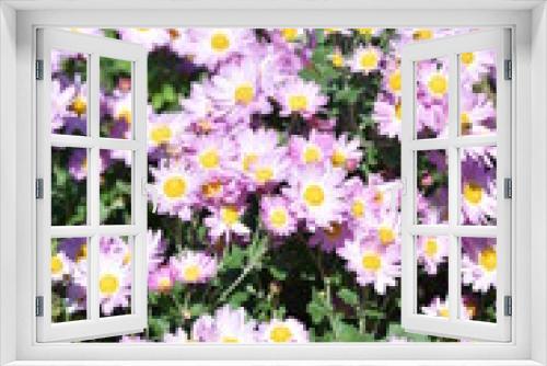 Fototapeta Naklejka Na Ścianę Okno 3D - 菊の花