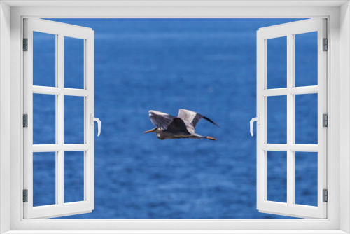 Fototapeta Naklejka Na Ścianę Okno 3D - Heron bird in flight against the water