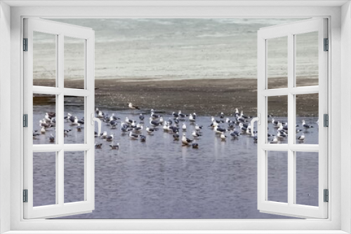 Fototapeta Naklejka Na Ścianę Okno 3D - Flock of birds gulls sitting on the water of a shallow lake on the background of a sandy shore