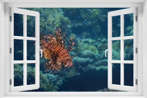 Fototapeta Naklejka Na Ścianę Okno 3D - red lionfish flows in the seawater large view
