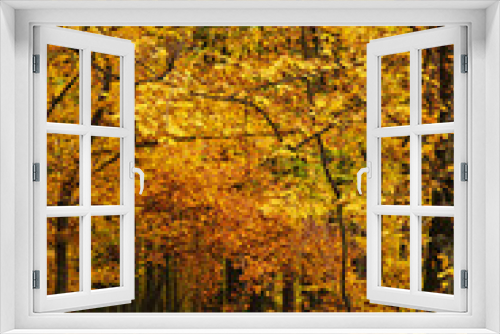 Fototapeta Naklejka Na Ścianę Okno 3D - Golden autumn in Transcarpathia