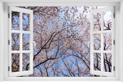 Fototapeta Naklejka Na Ścianę Okno 3D - 満開の桜の木